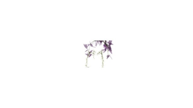 紫緑草ステージ