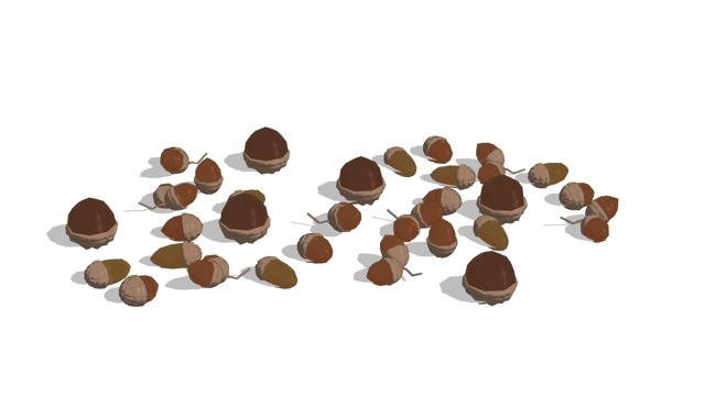 転がるドングリ