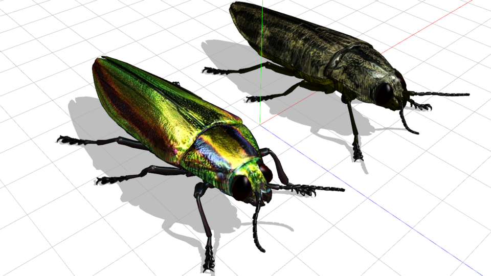 タマムシ MMDモデル