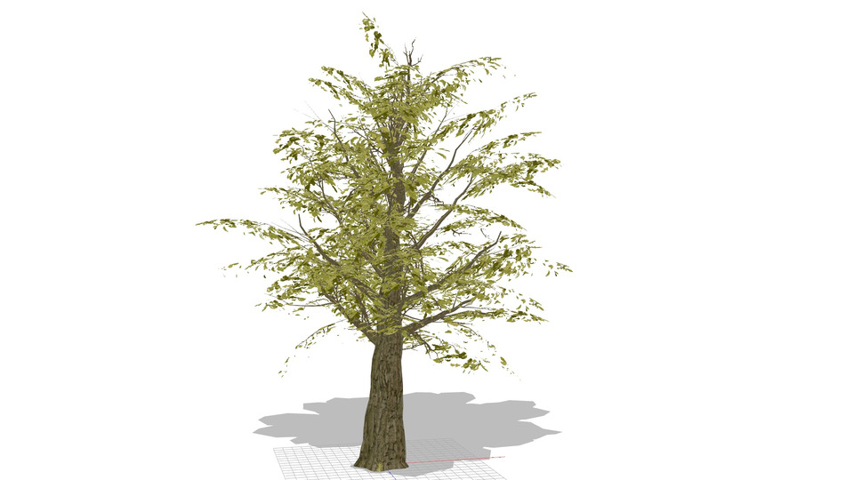 オークの木MMDモデル
