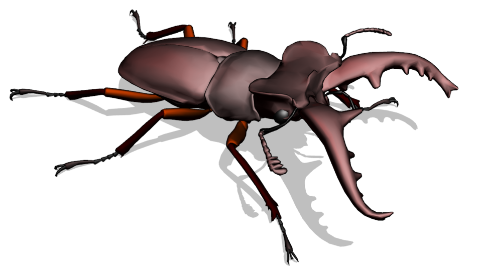 ミヤマクワガタ MMDモデル