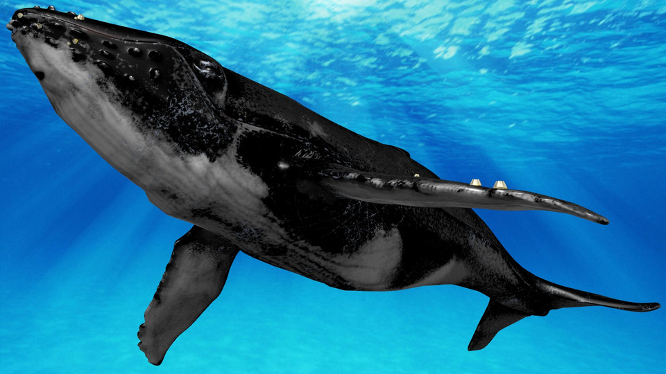 ザトウクジラMMDモデル