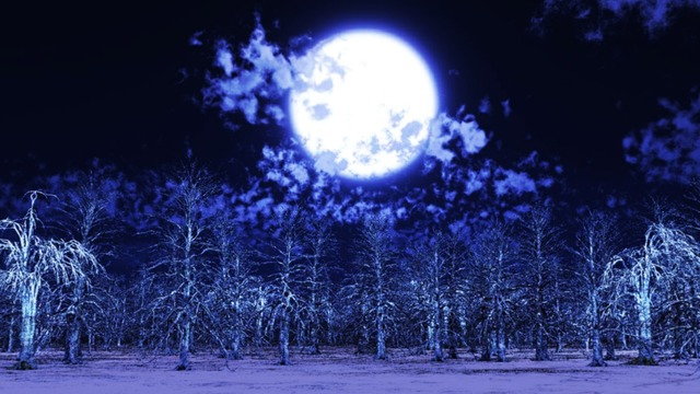 スカイドーム(夜の枯れ木) VOL.W9