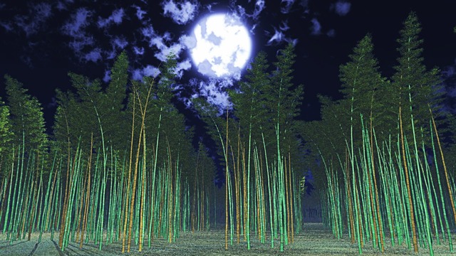 スカイドーム(夜の竹林) VOL.AA9