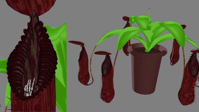 Nepenthes hamata