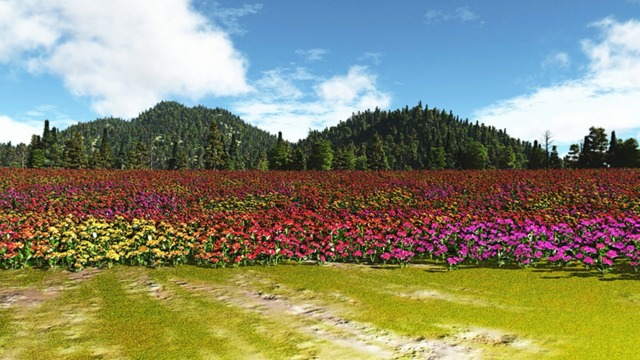 スカイドーム(お花畑) VOL.M1