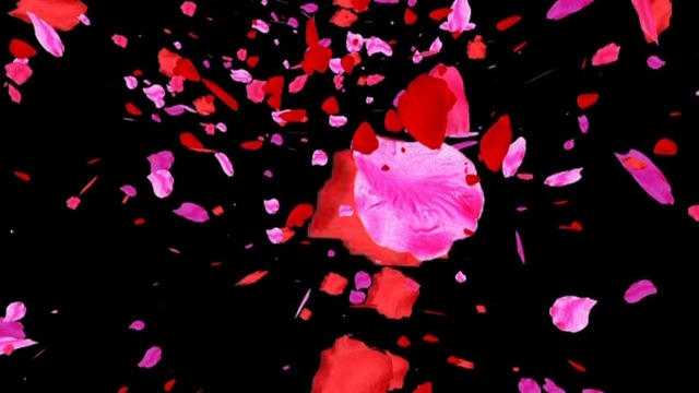 舞い散る薔薇の花びら