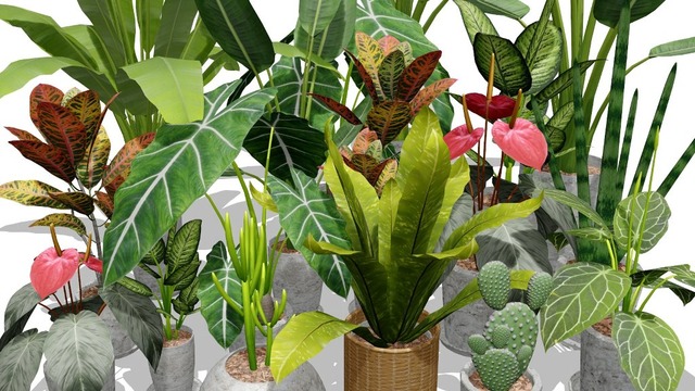 観葉植物セット