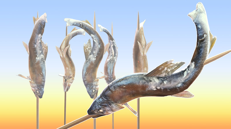 銀獅式鮎の塩焼き_ver1.00