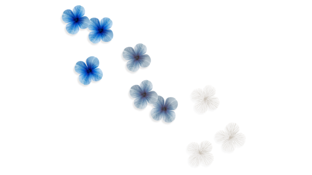 紫陽花の萼_ver1.1