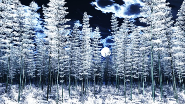 スカイドーム(寒い夜の竹林) VOL.JJ9