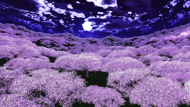 スカイドーム(1万本桜) VOL.KK7