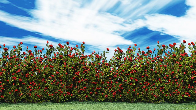 スカイドーム(薔薇の生垣) VOL.J5