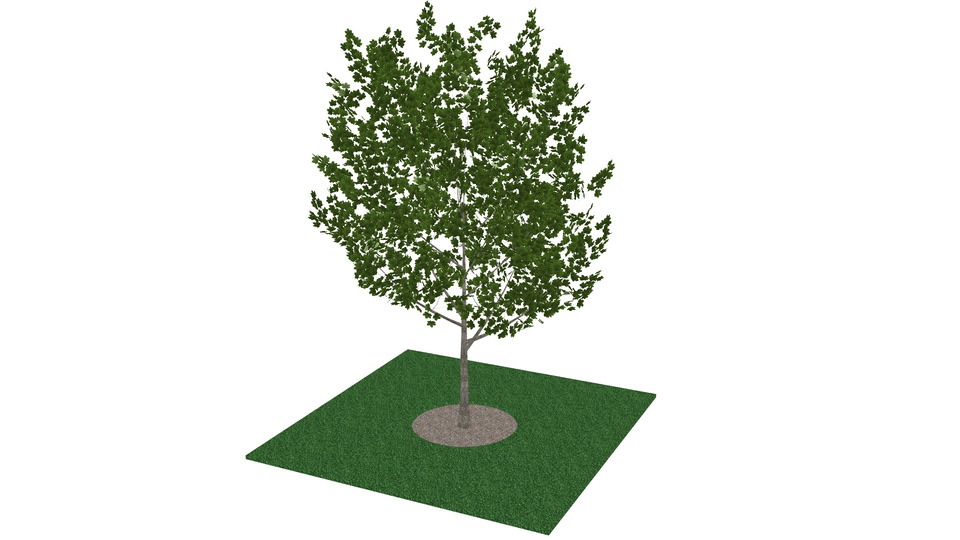 カエデの木MMDモデル