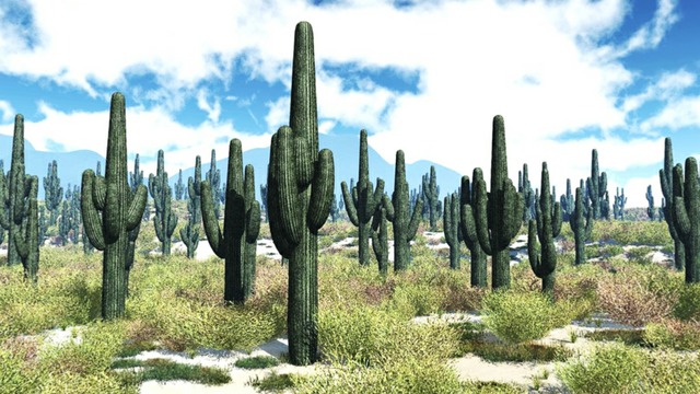 スカイドーム(昼のサボテン) VOL.KK3