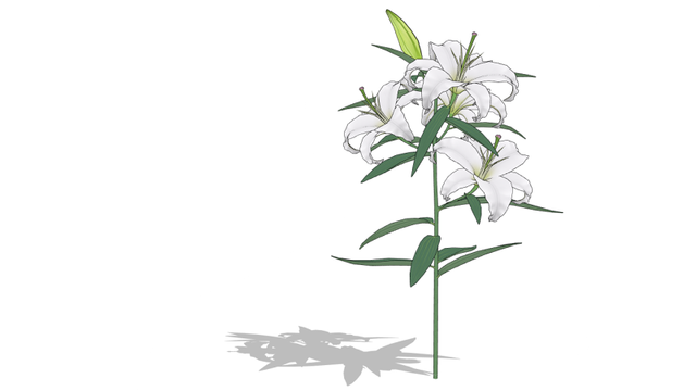 カサブランカ ver.1.0