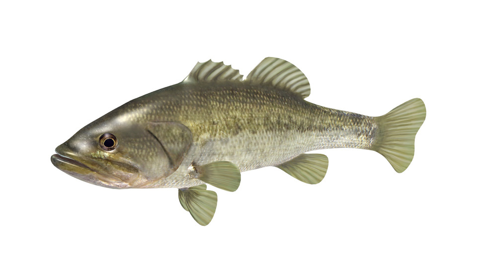 ラージマウスバスMMDモデル