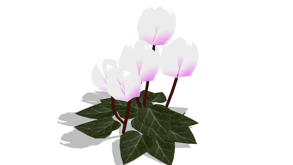 シクラメン(4種類・単体)