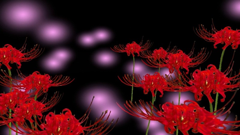 彼岸花