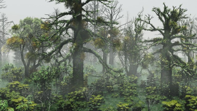 スカイドーム(原生林) VOL.NN4