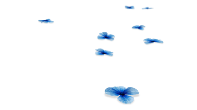 散らばった紫陽花_ver1.1