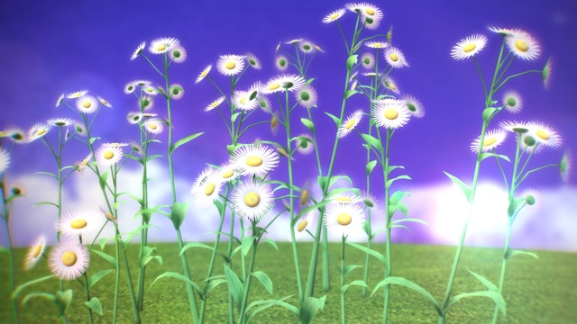 ハルジオン（春紫菀）物理入り