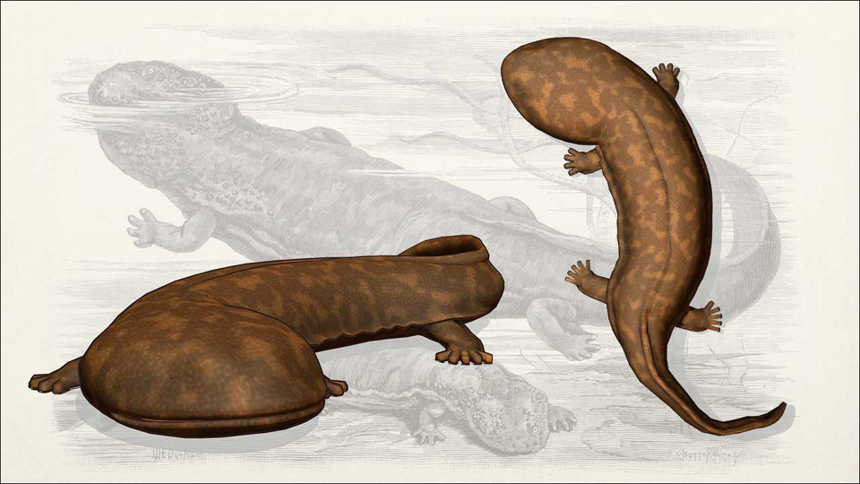 オオサンショウウオ BowlRoll