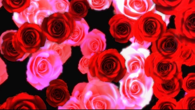 薔薇が流れてくる