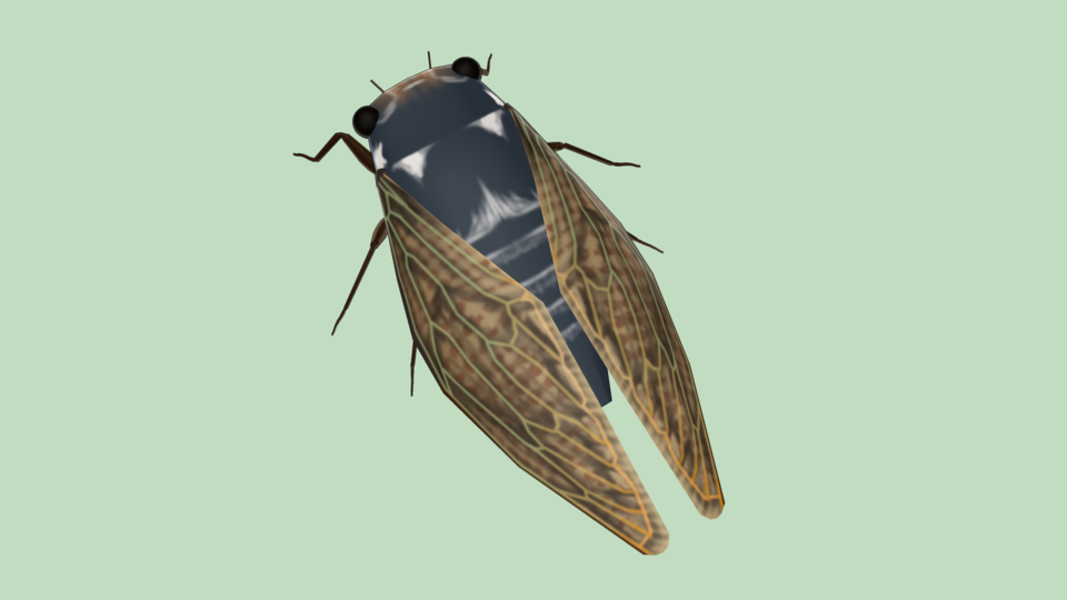 蝉　アブラゼミっぽいの