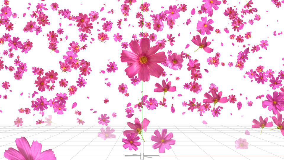 KiraKira_Z_コスモス(実写) 