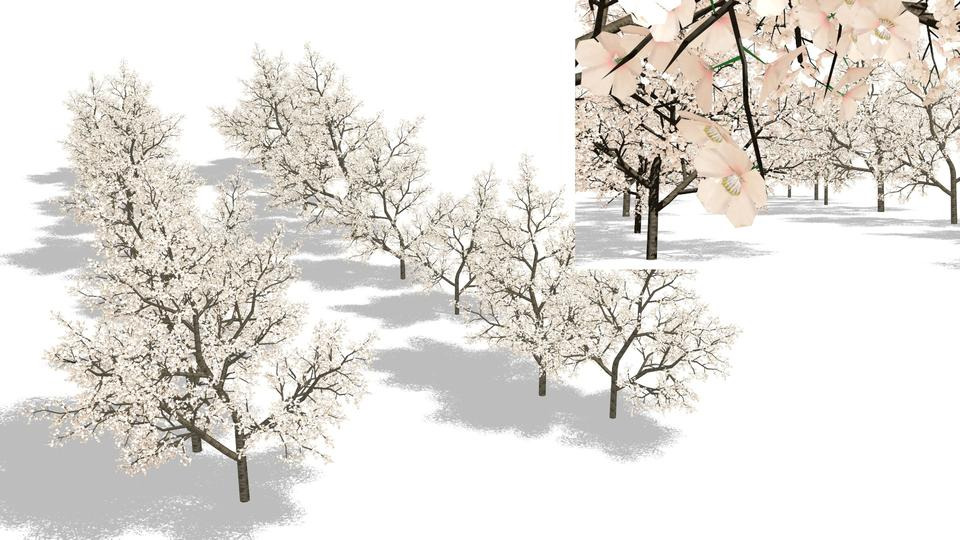 桜の木V1