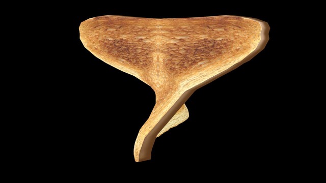 TOAST