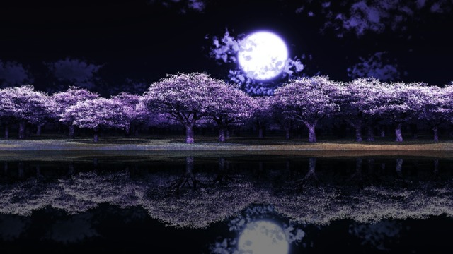 スカイドーム(夜桜) VOL.V5