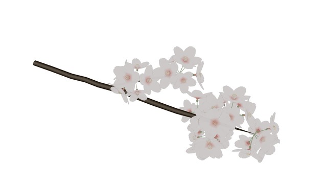 桜