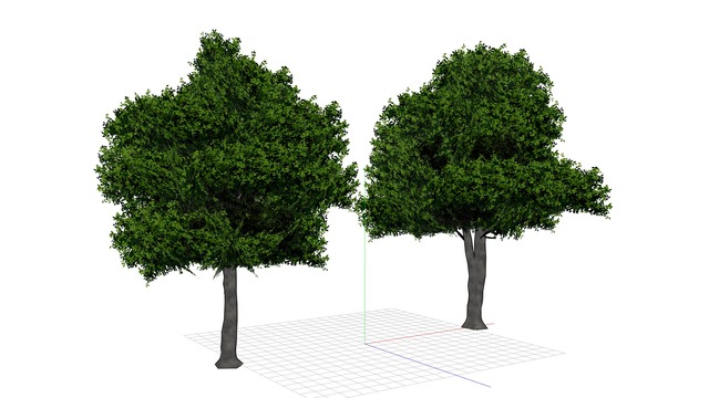 立木-3（ヒサカキ)です。