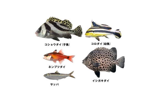 俺得魚類セット