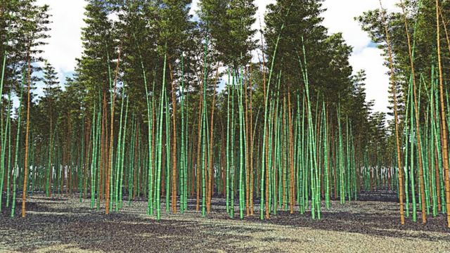 スカイドーム(昼間の竹林) VOL.Z4