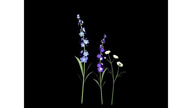 ラベンダー・カモミール