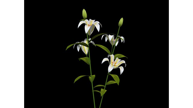 試作「山百合」