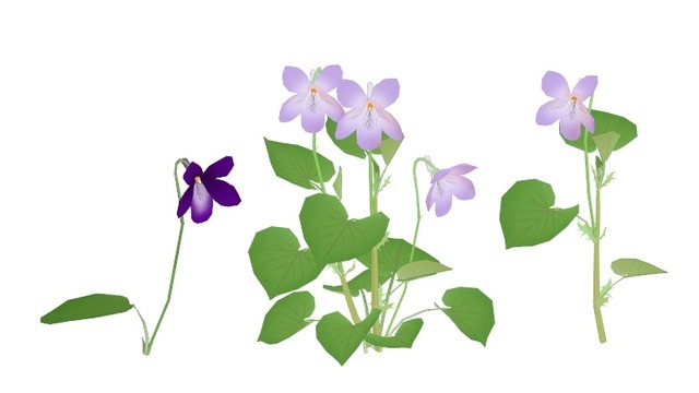 タチツボスミレ