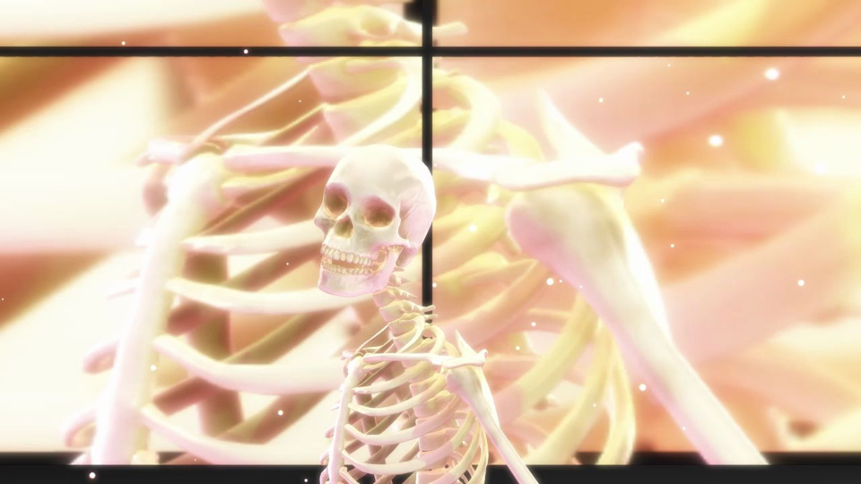 人骨模型/人間の骨格モデル